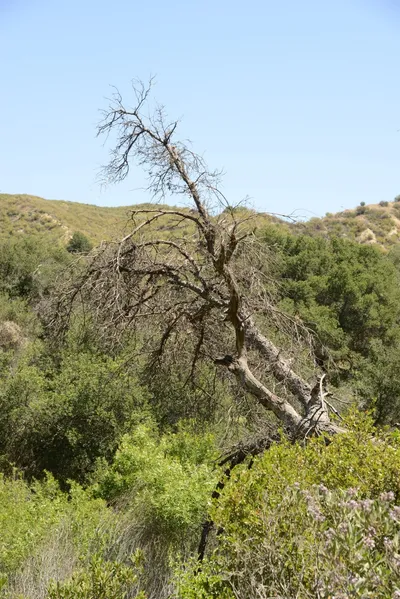 DSC_1649 (Large).JPG